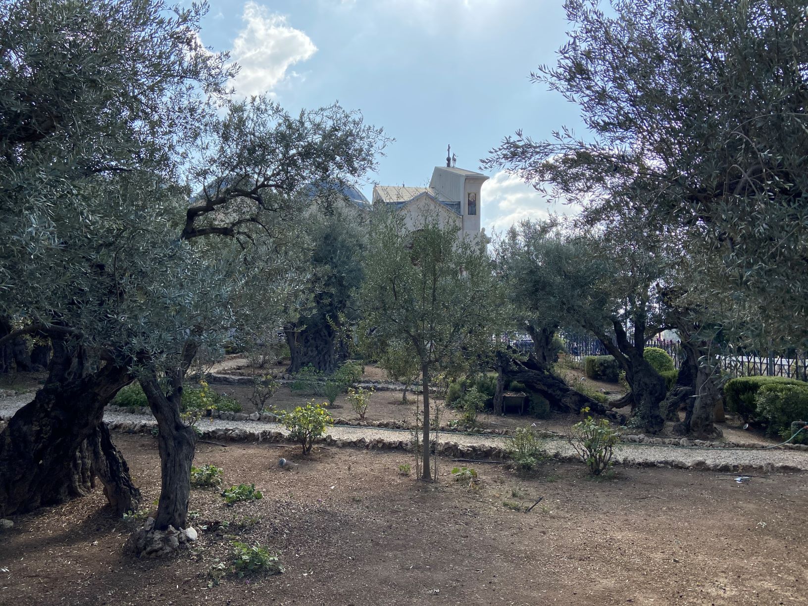 Olives Garden of Gethsemane